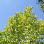 郷林 - 長めウォーキングでこんな景色見ながら。