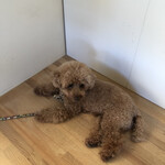 107cafe+dogs - みるく