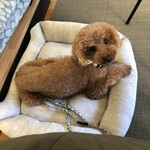 107cafe+dogs - ココア