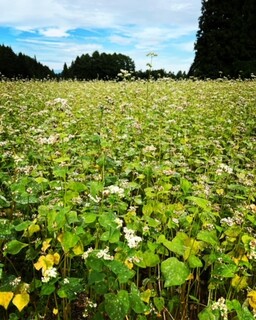 Azumino Osoba Taruya Gensuke - 長野県大町市八坂のそば畑訪問（2022.9）