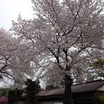 松鶴庵 - （2013/3月）店の前の桜