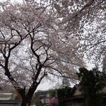 松鶴庵 - （2013/3月）店の前の桜