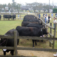 近江牛を一頭買い