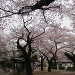 Heikinritsu - 祐天寺の桜はまだ頑張っていました。