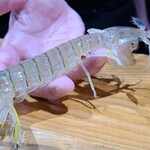鮨匠 のむら - ㉑蝦蛄(鹿児島県産)【クリスタル蝦蛄】
      産卵期は初夏～夏、旬は包卵する初夏～夏
      通常は砂泥地に棲むので、ボディカラーが濁っていますが、のむらサンで使う蝦蛄は砂浜に生息しているため透き通る透明感がある