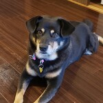 愛犬お宿 伊豆高原 - 