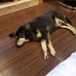 愛犬お宿 伊豆高原 - 疲れてグッタリぽ