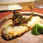 イル アオヤマ - 