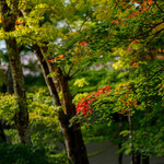 クレソン リバーサイド ストーリー 旧軽井沢 - 2021年紅葉はじめ頃のクレソンリバーガーデン