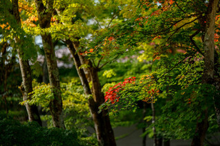 クレソン リバーサイド ストーリー 旧軽井沢 - 2021年紅葉はじめ頃のクレソンリバーガーデン