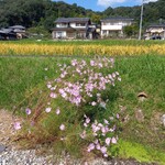 ベーカリーツキヨシ - 