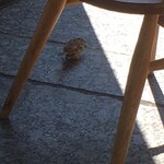 ル・シュクレクール 北新地 - 