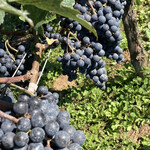 ヴィラデスト ガーデンファーム アンド ワイナリー - ぶどう畑