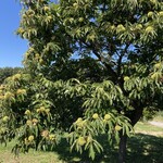 ヴィラデスト ガーデンファーム アンド ワイナリー - 栗