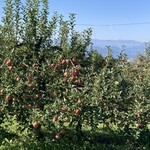 ヴィラデスト ガーデンファーム アンド ワイナリー - りんご