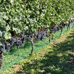 ヴィラデスト ガーデンファーム アンド ワイナリー - ぶどう畑