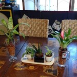 赤坂とん平 - オーナーが最近 観葉植物収集を始めたらしい♫