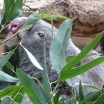 Afutanunthithirumu - 東山動物園