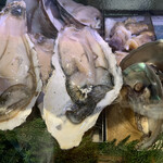 すし居酒屋 樽 - 