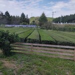 チャパレ - 茶畑