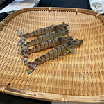 日本料理 TOBIUME - サイマキエビ
