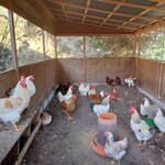 フクムラ山の家 - 鶏舎の鶏たち