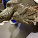 プレゼンテ スギ - スッポンさん