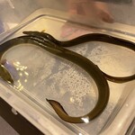 プレゼンテ スギ - ウナギチャン