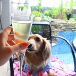 ヒルトップ カシータ - 