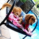 ヒルトップ カシータ - 