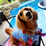 ヒルトップ カシータ - 