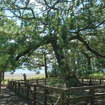 日本平ホテル - 羽衣の松