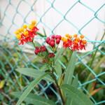 ラーメン二郎 - かわいいトウワタ