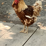 あつた蓬莱軒 - 