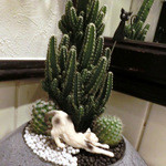 串揚げ maru - ＜2013年4月＞可愛いオブジェ。伸びをしている白猫さんの向こうにはお目目がクリクリの黒ネコさん。。。サボテンは細長いのは多分、電磁波サボテン。。。これ私も持ってるんです。(*^。^*)