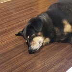 愛犬お宿 伊豆高原 - 