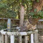 La Casa - 御神木 境内の楢木だっけ？