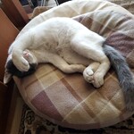 海鮮 イタリアンバル ルチアーノ - 我が家のねこちゃん大きくなりました！