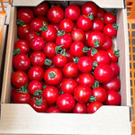 八紘学園 農産物直売所 - 【2022年08月】ミニトマト「ほれまる」この箱で700円、アップです。モノもイイです。