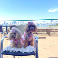 YORIMICHI Odaiba - 
