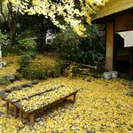 銀杏庵 - 入り口の銀杏が綺麗です