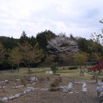 Nougyou Resutoran Furaru - ここにも桜が。
