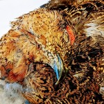 アーティショー - 