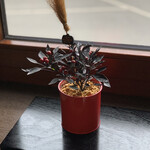 ベルナティオ - 