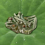 帝国ホテル 寅黒 - 