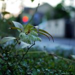 ふたつの木 - 玄関際から一枚