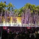 茶房 白竹 - 藤祭り