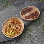 さじこよみ - ナツメ