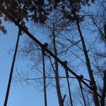 フォリオリーナ・デッラ・ポルタ・フォルトゥーナ - 