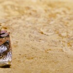 ル スプートニク - サンマ（北海道根室産）の炙り焼きとサンマアイス